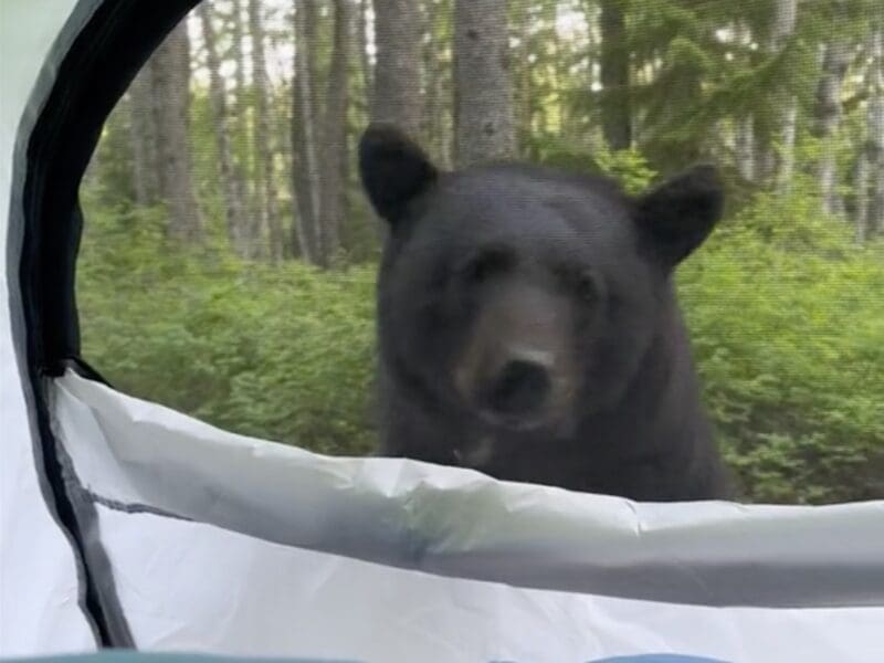 Camper woken up by bear @ Glacier National Park