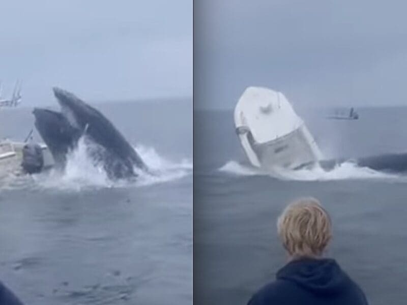 Humpback whale capsizes fishing boat @ Rye, New Hampshire