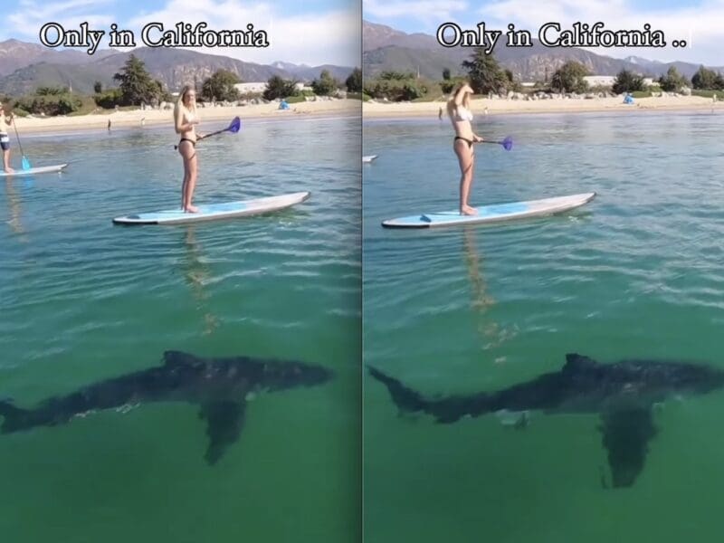 Great white shark passes paddle boarder near Camp Pendleton, California.