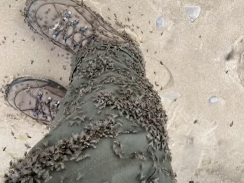 Stable flies @ Pictured Rocks National Lakershore