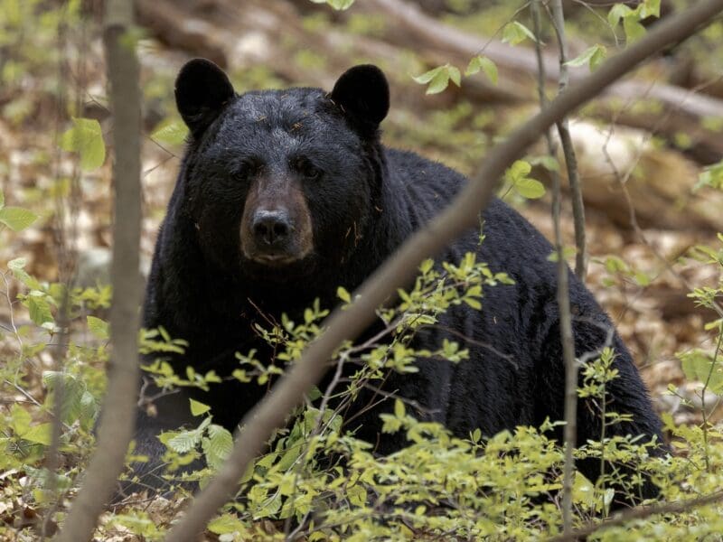 Ultra-runner Jon-Kyle Mohr collided with a black bear during a 50 mile run.