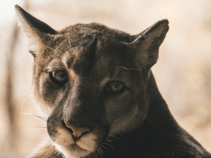 Mountain lion.
