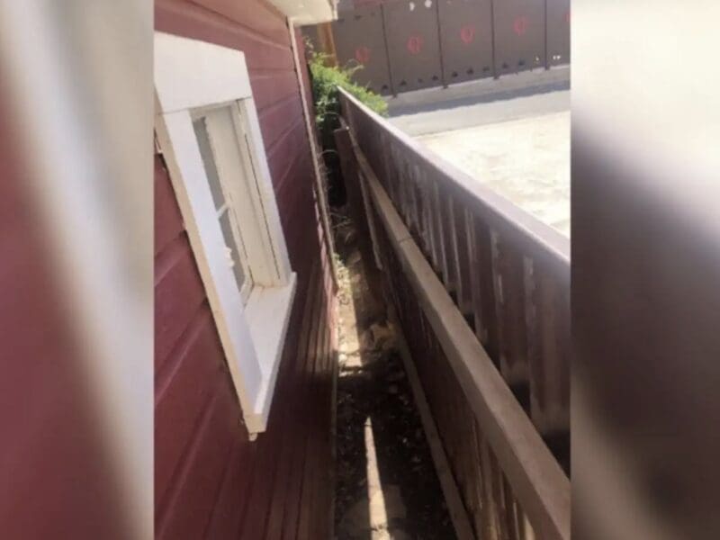 Can you spot the mountain lion in this picture?