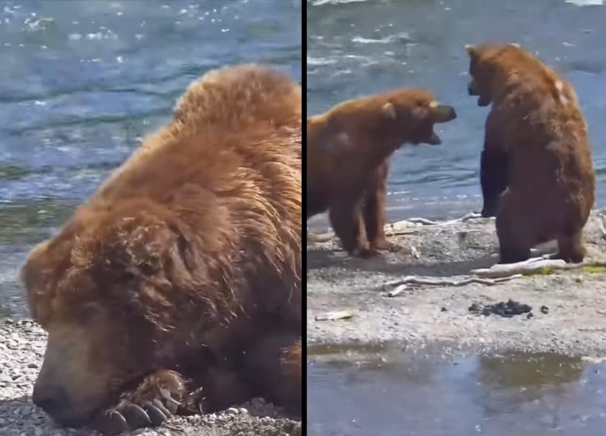 Bear 32 surprise attacks a napping Bear 747.