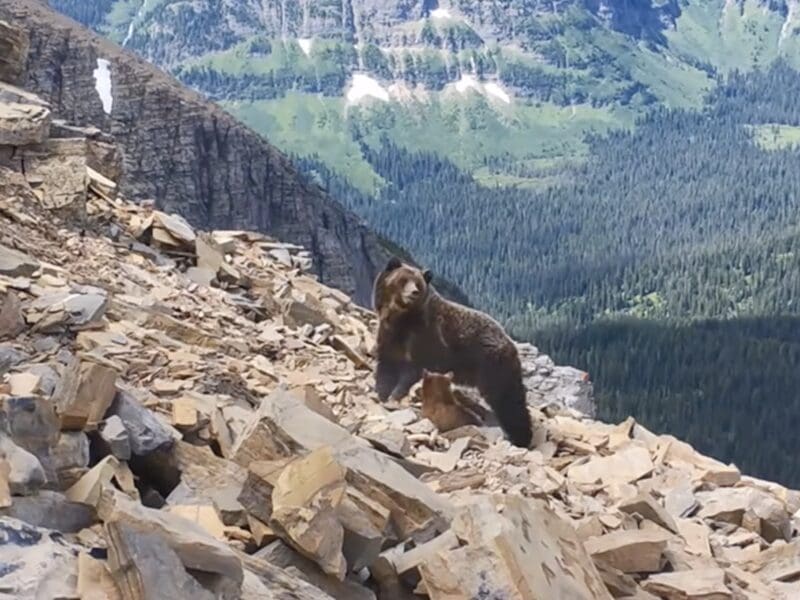 Grizzly searches for moths in the alpine of Glacier National Park.