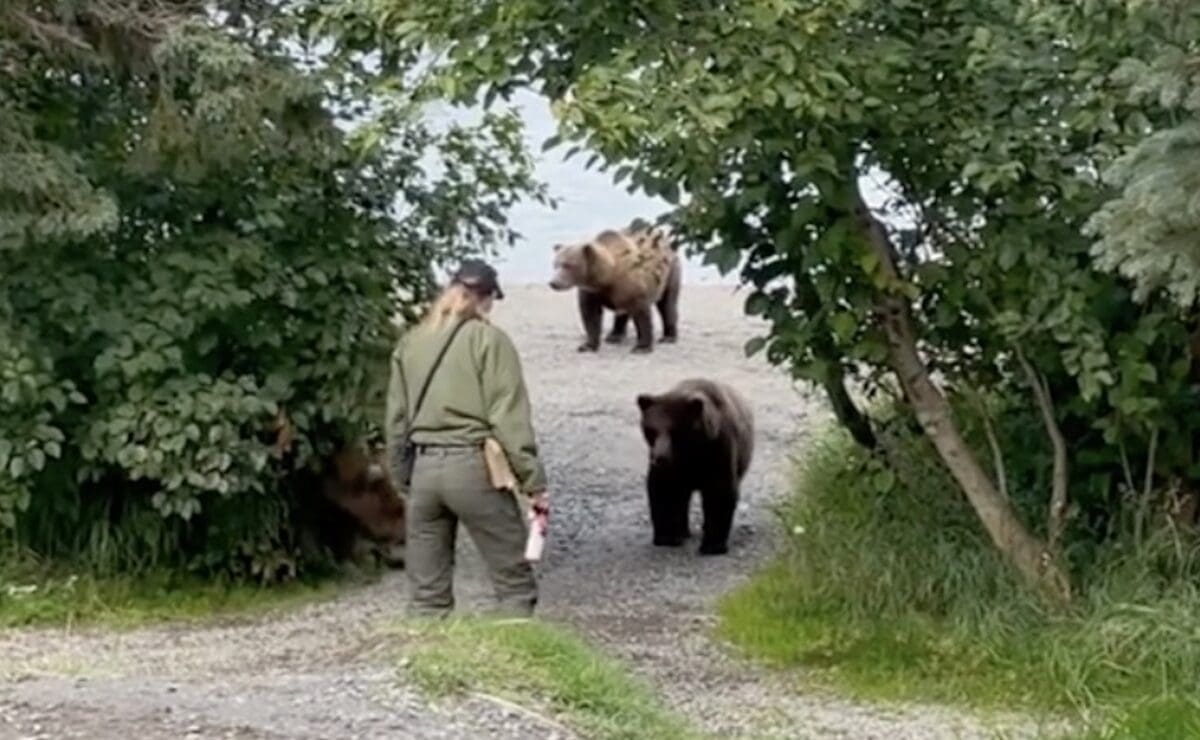 A park ranger blocks grizzly bears in Katmai National Park.