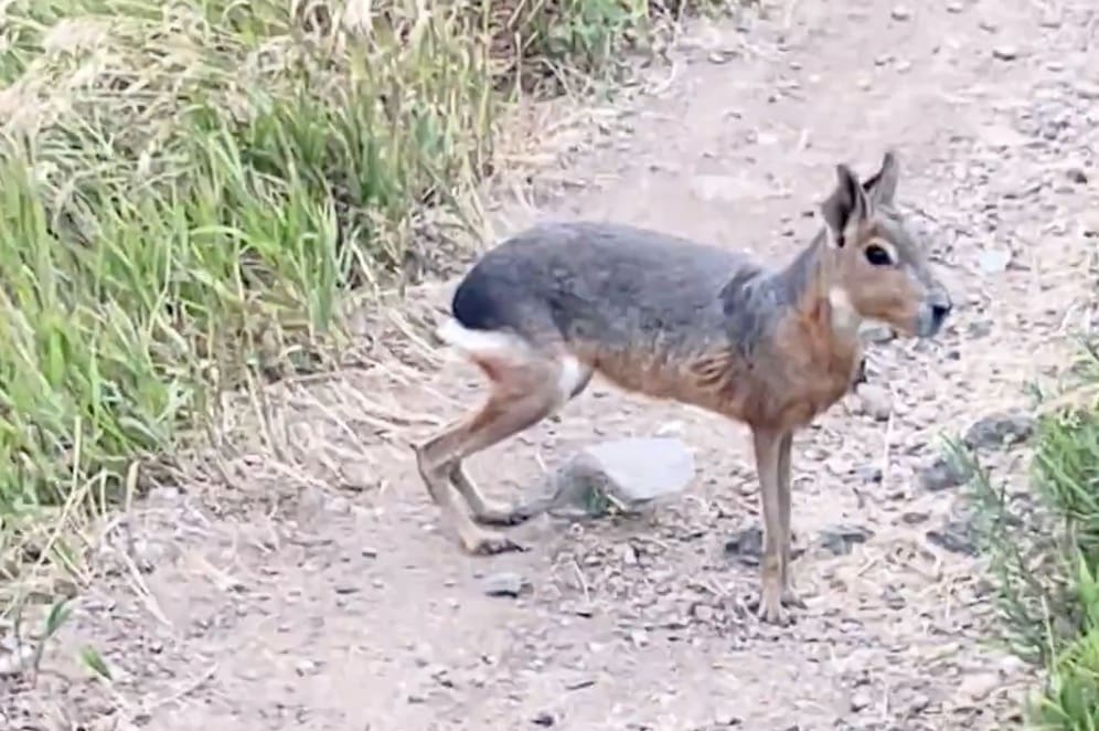 Mountain Biker Finds Bizarre Hare-Like Creature In Morrison, Colorado ...