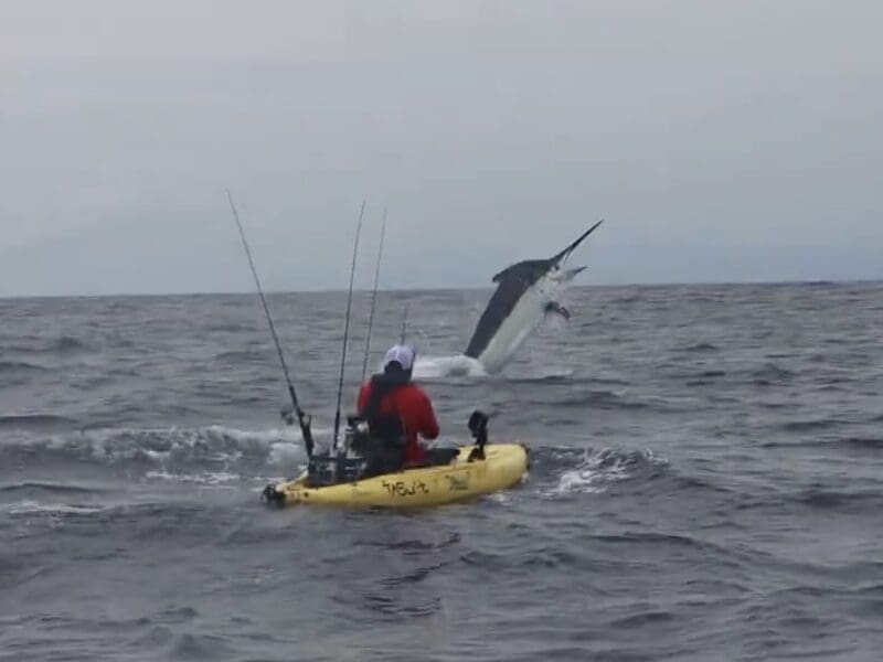 A kayak fisherman snagged a massive marlin.