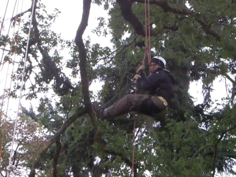Climbing trees at Tree Climbing Planet.