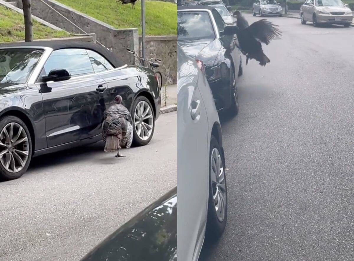 Turkey attacks a car in Boston.