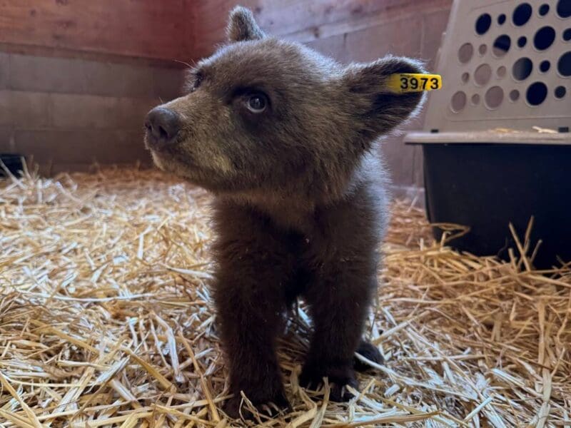 Orphan bear cub recovering @ Lake Tahoe Wildlife Care