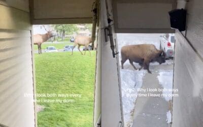 Yellowstone National Park dorm wildlife.