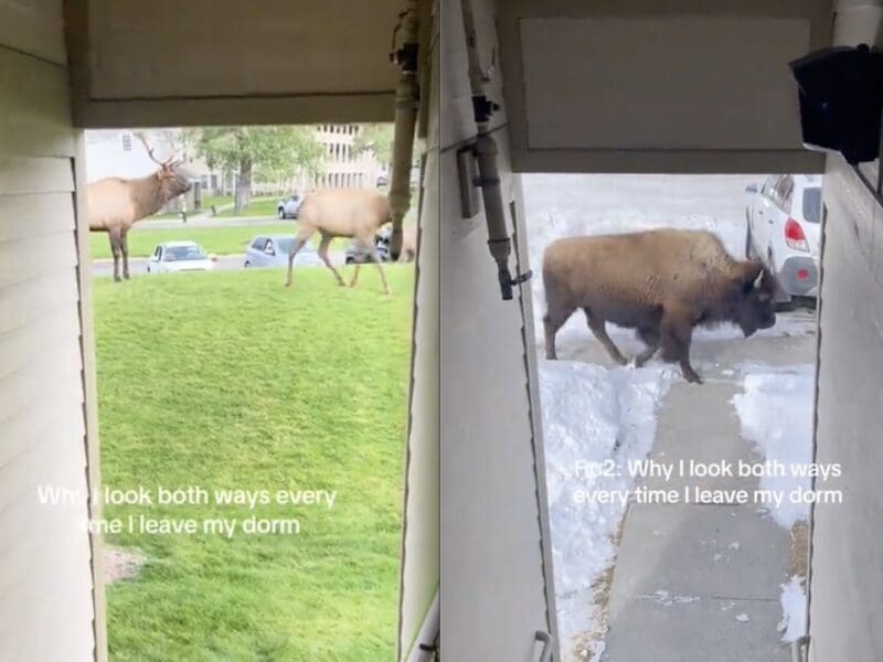 Yellowstone National Park dorm wildlife.