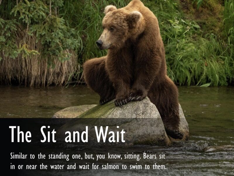 Grizzly bear fishing methods.