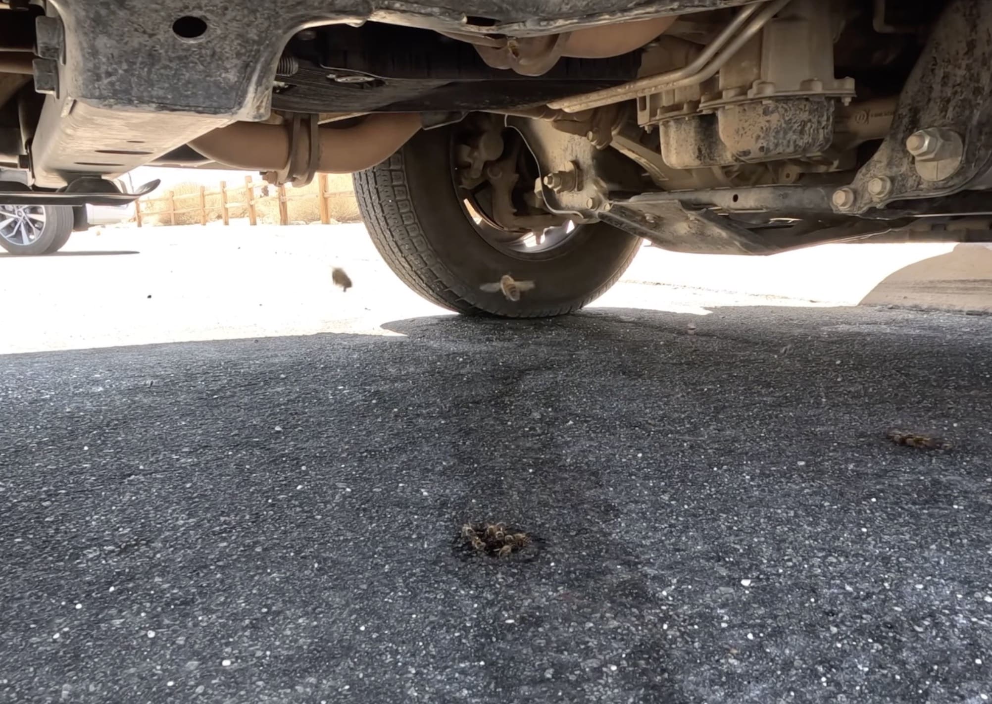 In the dry desert of Joshua Tree National Park, bees swarm around cars to collect moisture