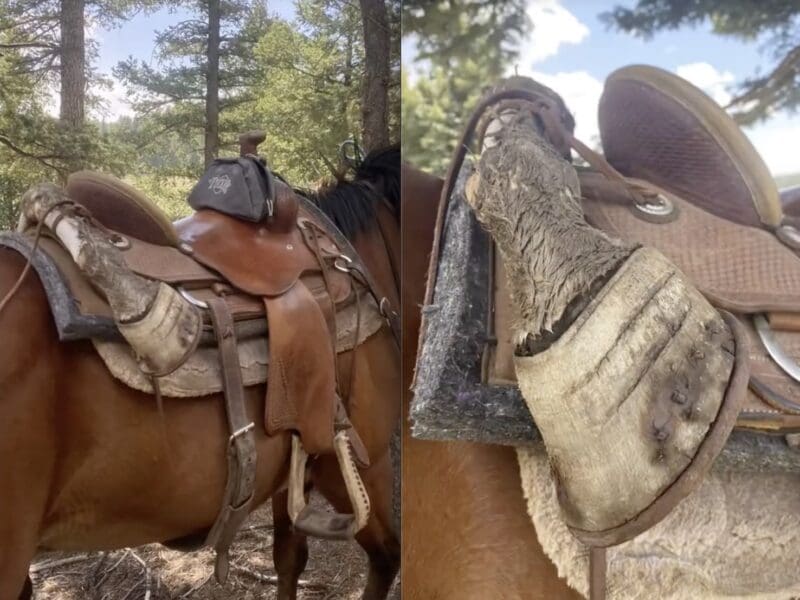 New Mexico rancher finds horse legs in trees while riding in mountain lion territory.