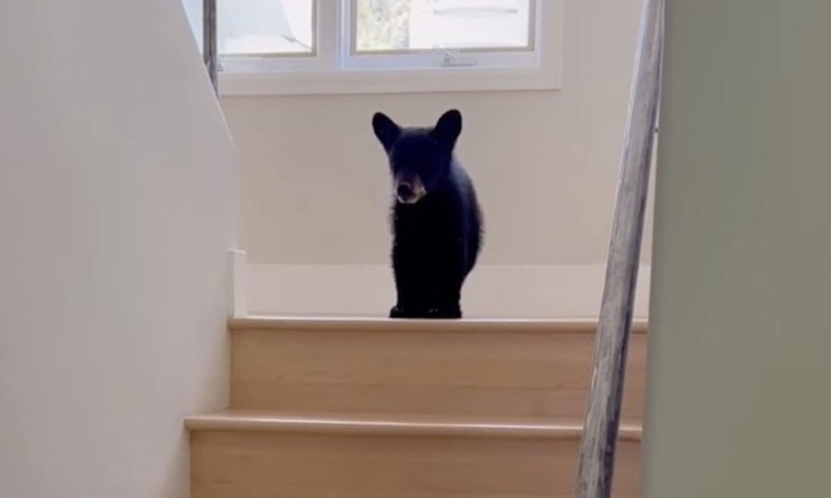 Baby bear escorted out of home.