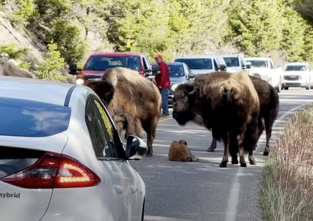 Sleepy bison calf causes traffic jam @ Yellowstone National Park