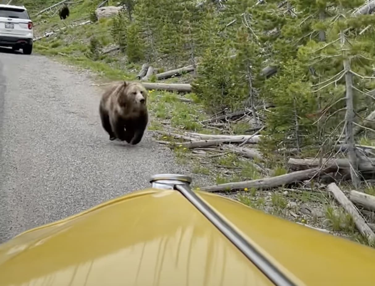 Grizzly bear runs past bus full of tourists in Yellowstone National Park