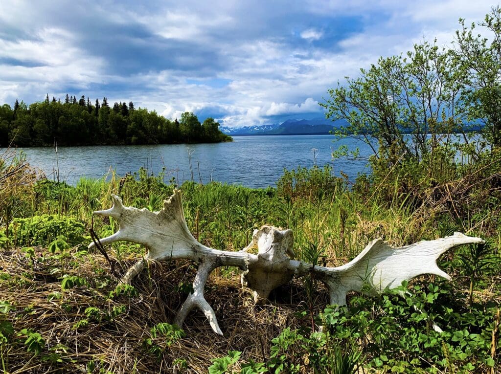 Grizzly cubs catch a ride on their mom's back across an Alaskan lake.