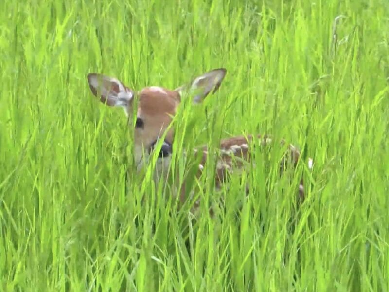 A baby deer in a field.