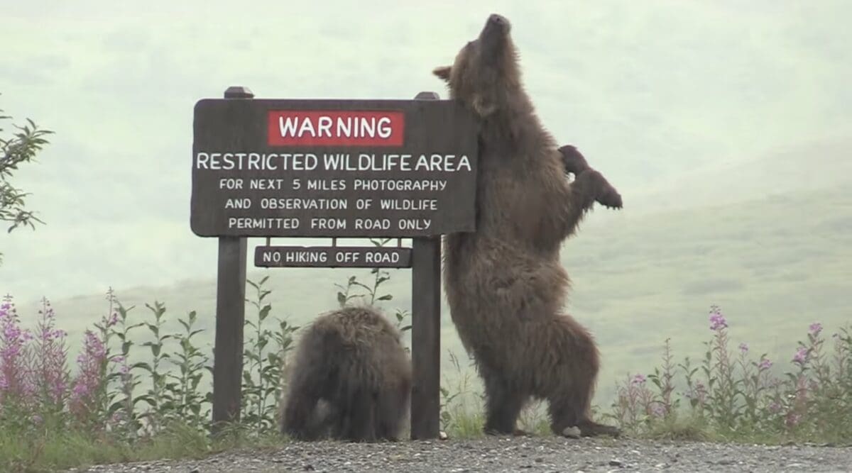 Grizzly bear goes ham on a Denali park sign.