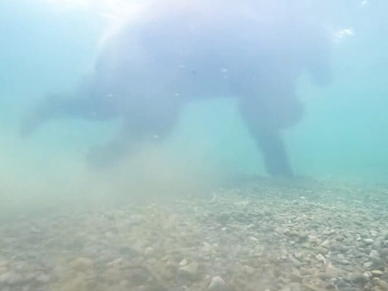 Underwater look at Katmai National Park's brown bears.