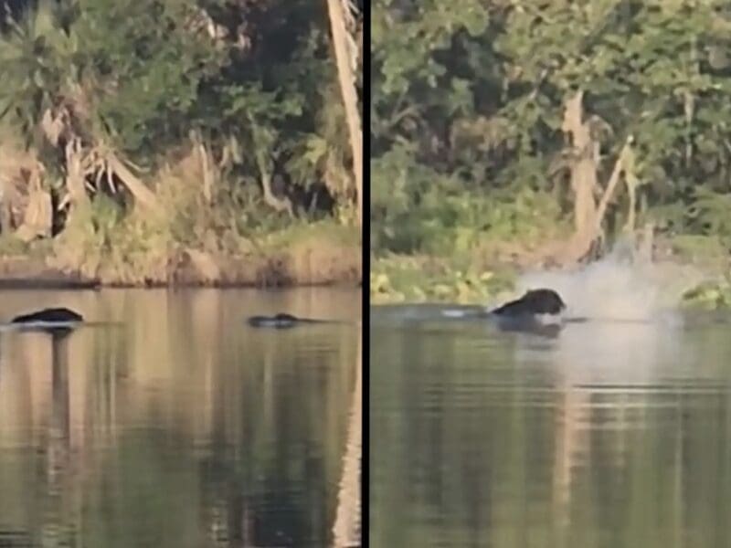 A black bear fights off an attacking alligator.