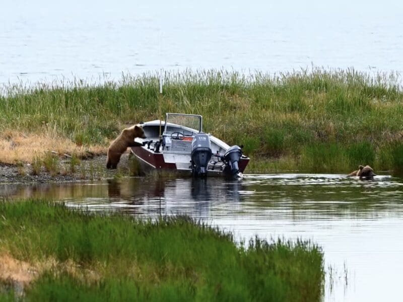 The bears of Katmai National Park