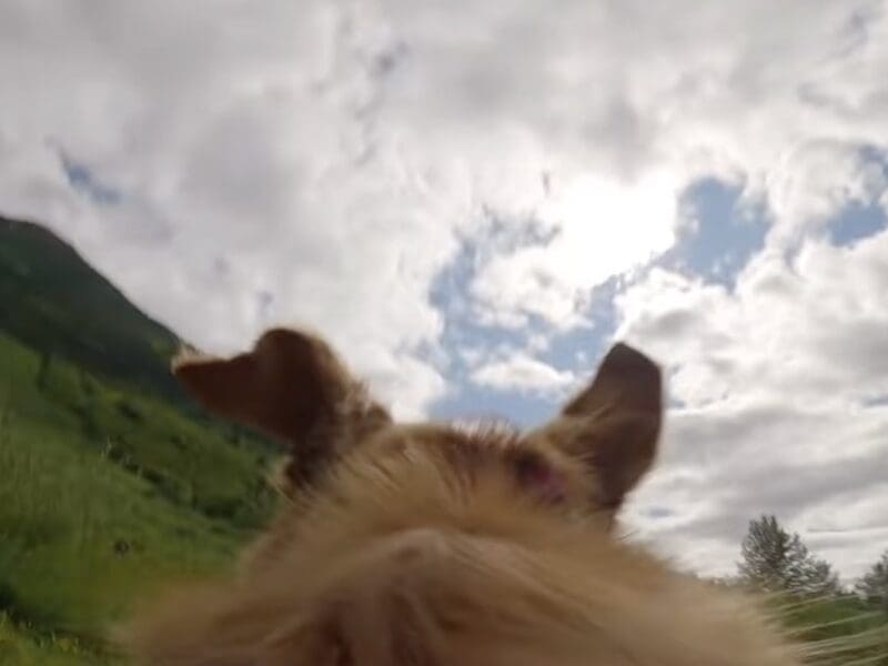 Stormy the avalanche rescue dog partakes in training.