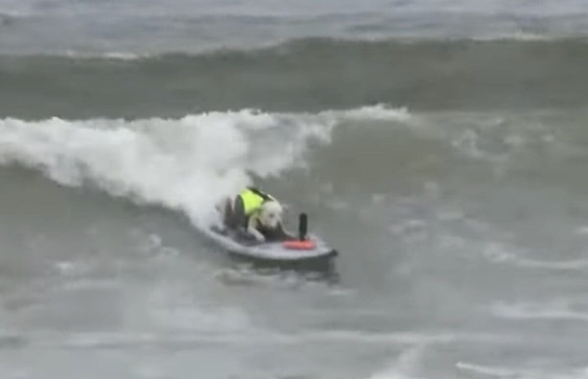 The World Dog Surfing Championship