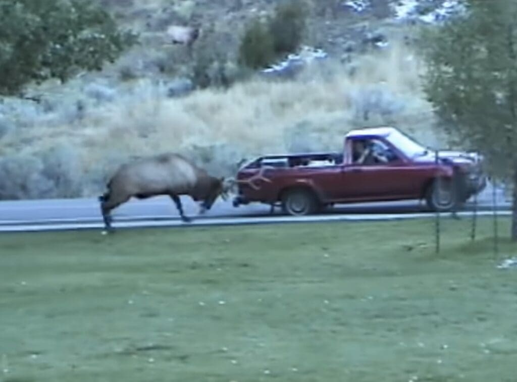 Bull elk rams a truck in Yellowstone.
