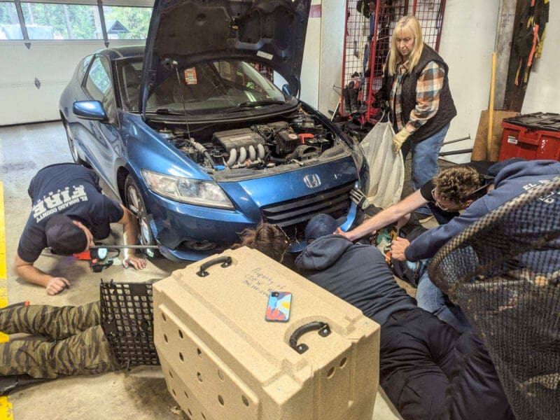 Marmot discovered inside a Yosemite tourist's car.