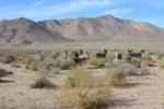 Wild donkeys found dead at Death Valley National Park