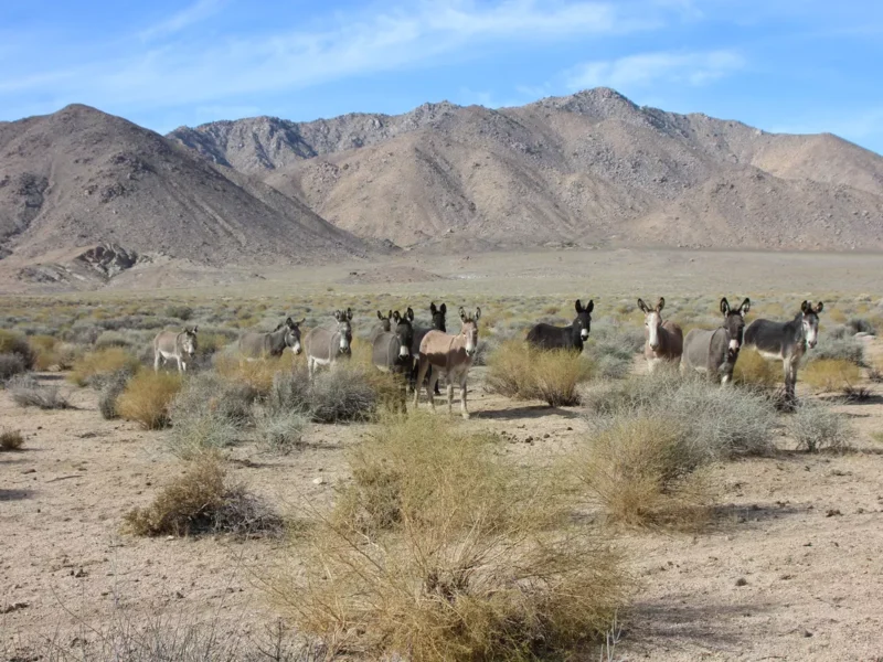 Wild donkeys found dead at Death Valley National Park
