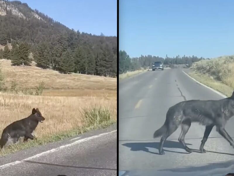 Wolf spotted crossing road @ Yellowstone National Park