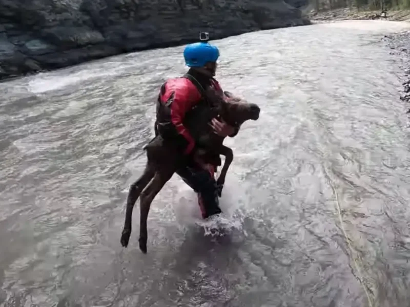 Baby moose rescued from icy waters @ Sheep River Provincial Park