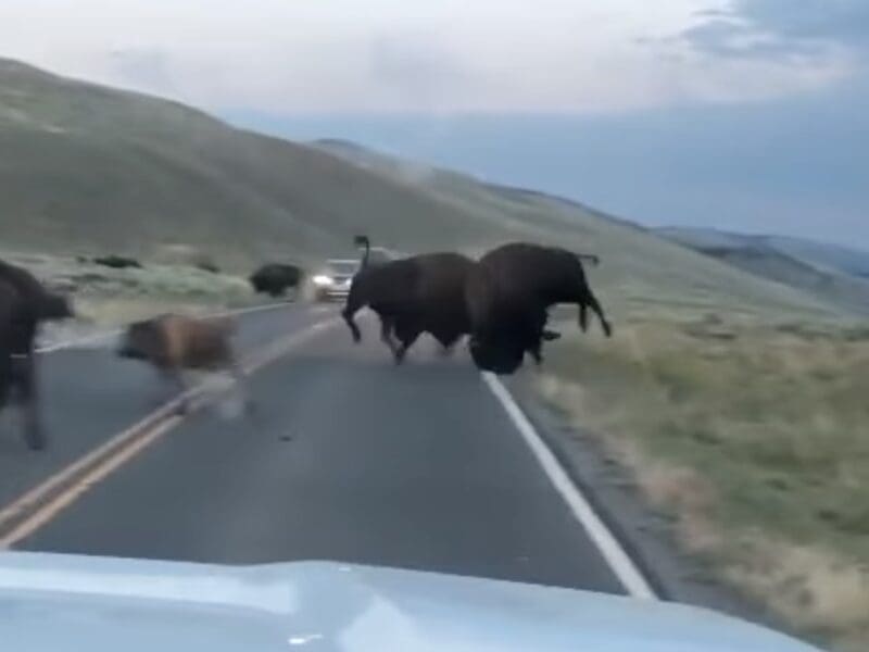 Bison fight @ Yellowstone National Park