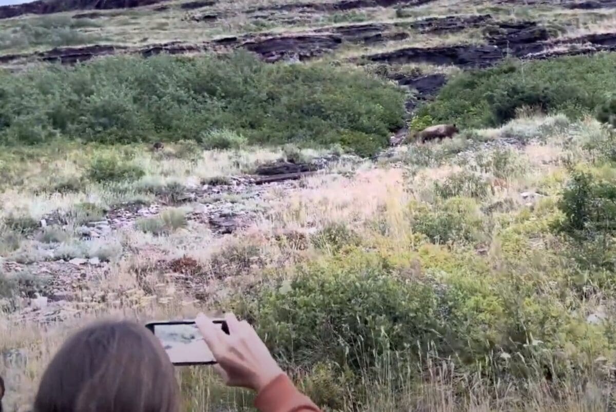 Hikers encounter mother bear and cubs in Glacier National Park.