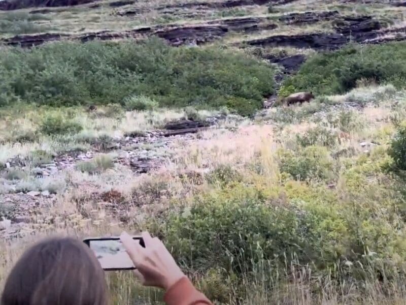 Hikers encounter mother bear and cubs in Glacier National Park.