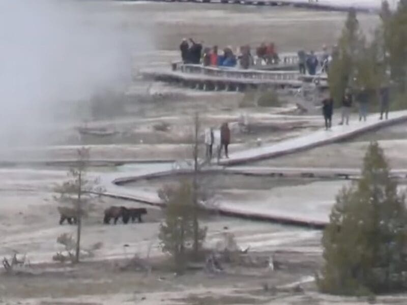 Grizzly bears walk past tourists @ Old Faithful