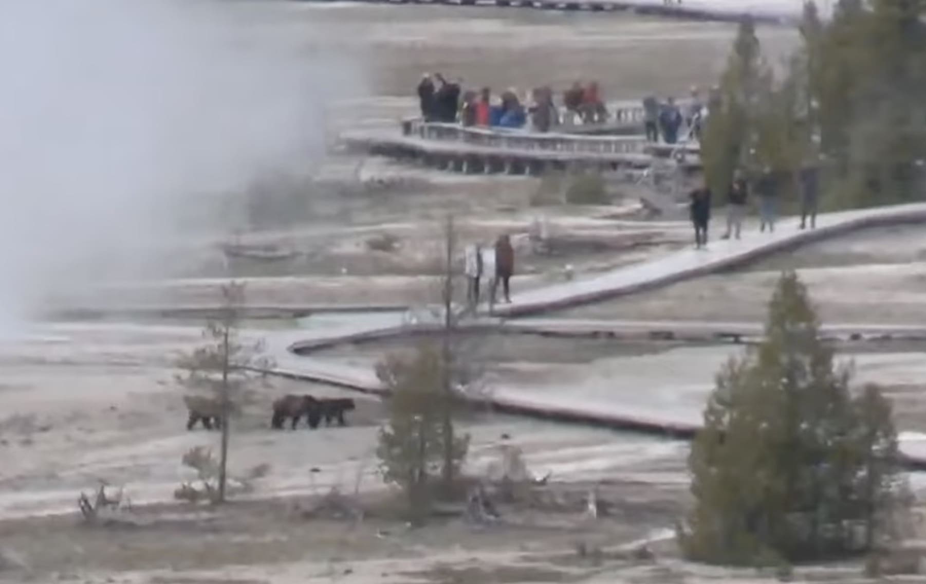 Old Faithful tourists encounter grizzly bear family in Yellowstone National Park