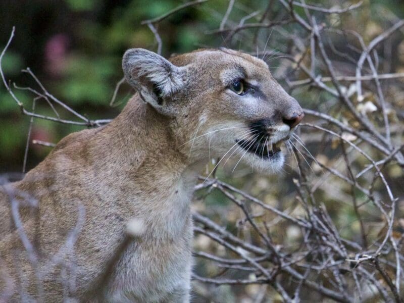 Mountain lion attacks 5-year-old boy @ Malibu Creek State Park