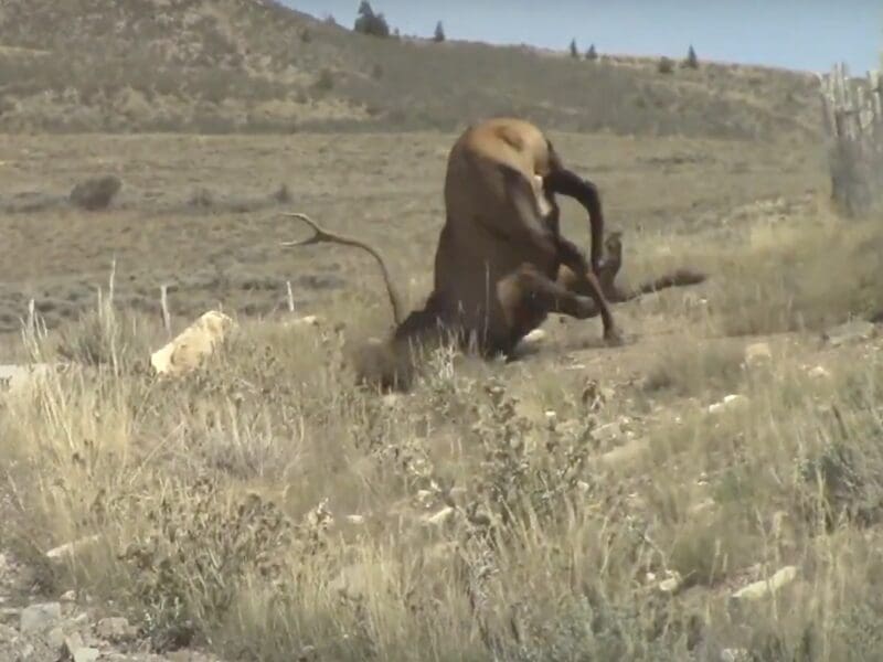 Rutting elk faceplants jumping a fence