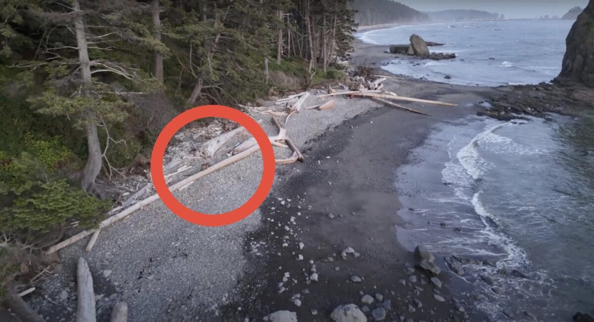 Mountain lion on Rialto Beach @ Olympic National Park