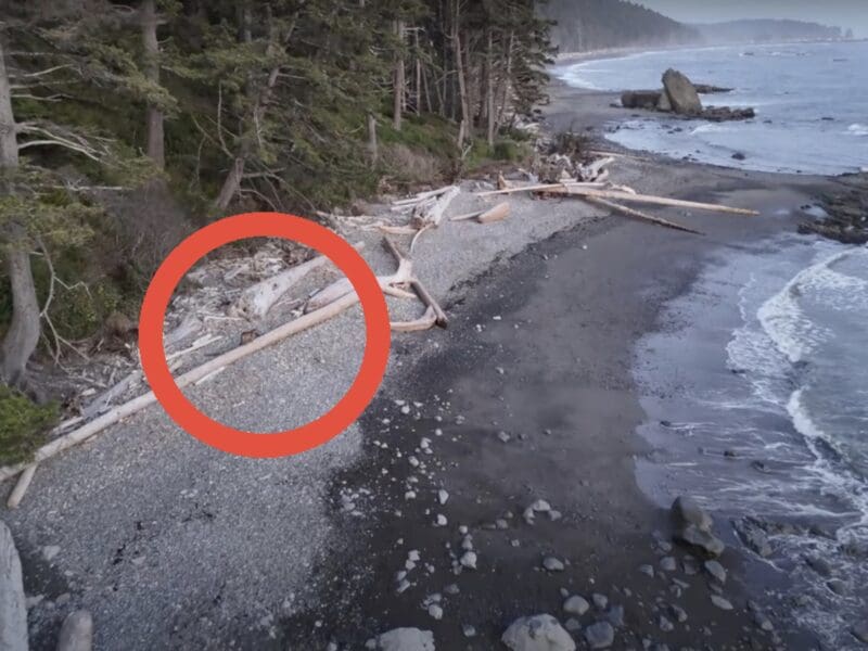 Mountain lion on Rialto Beach @ Olympic National Park