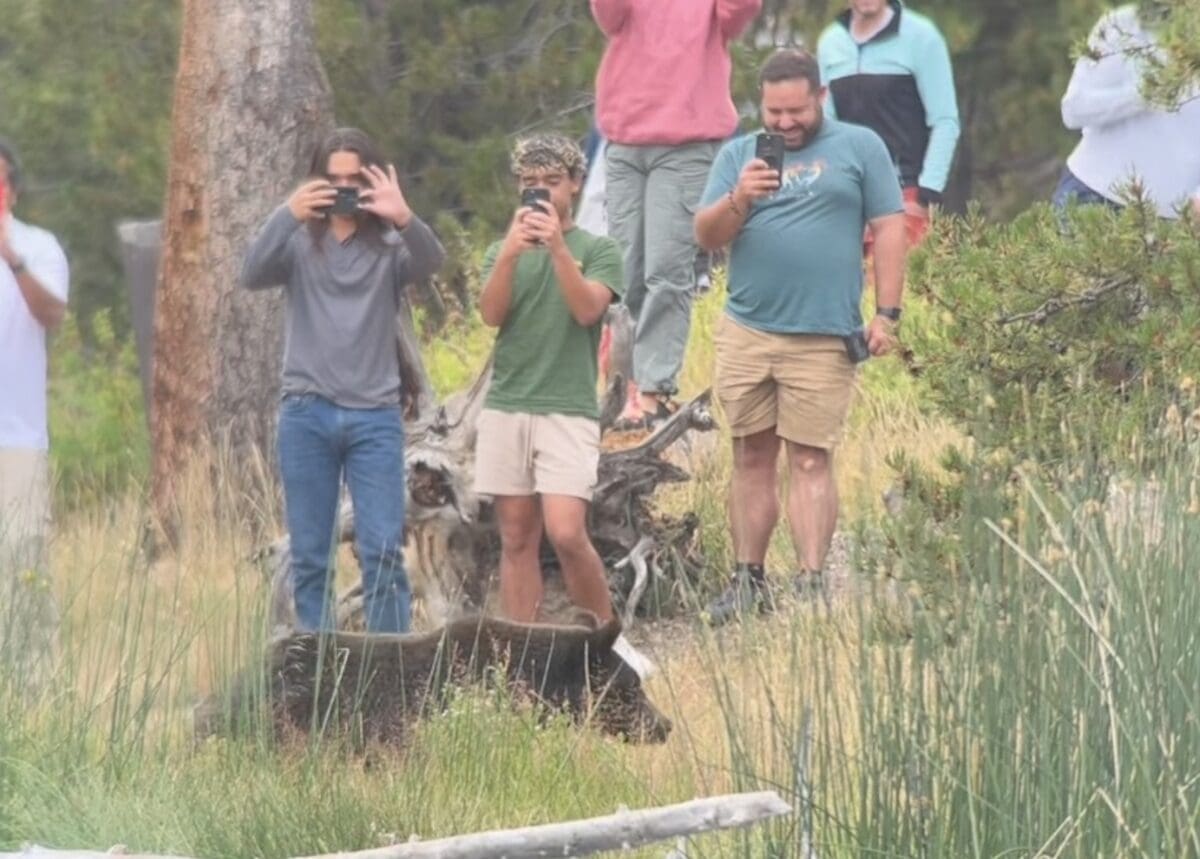 Tourists way too close to grizzly bear @ Yellowstone National Park