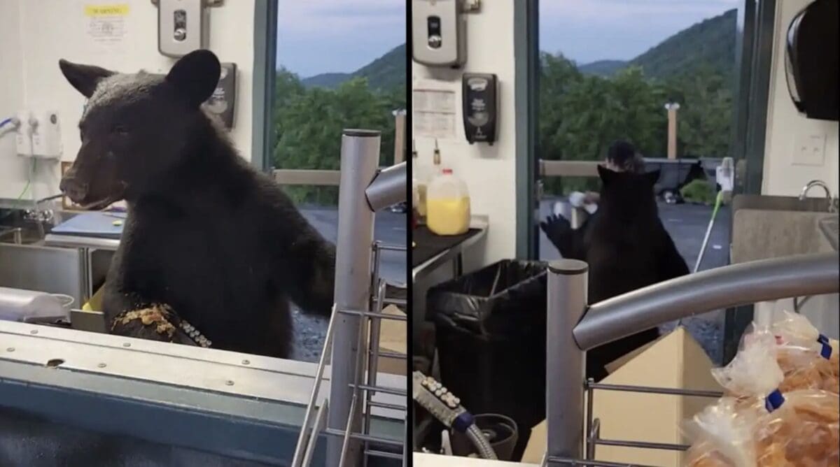 bear swipes at restaurant worker