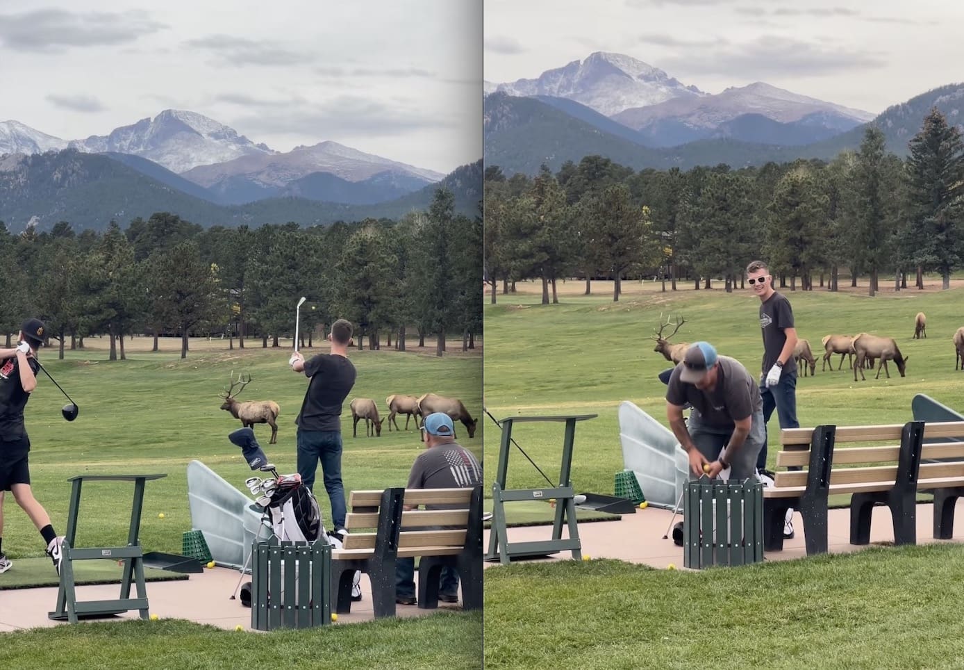 Colorado Golfer Intentionally Hits Balls At Elk