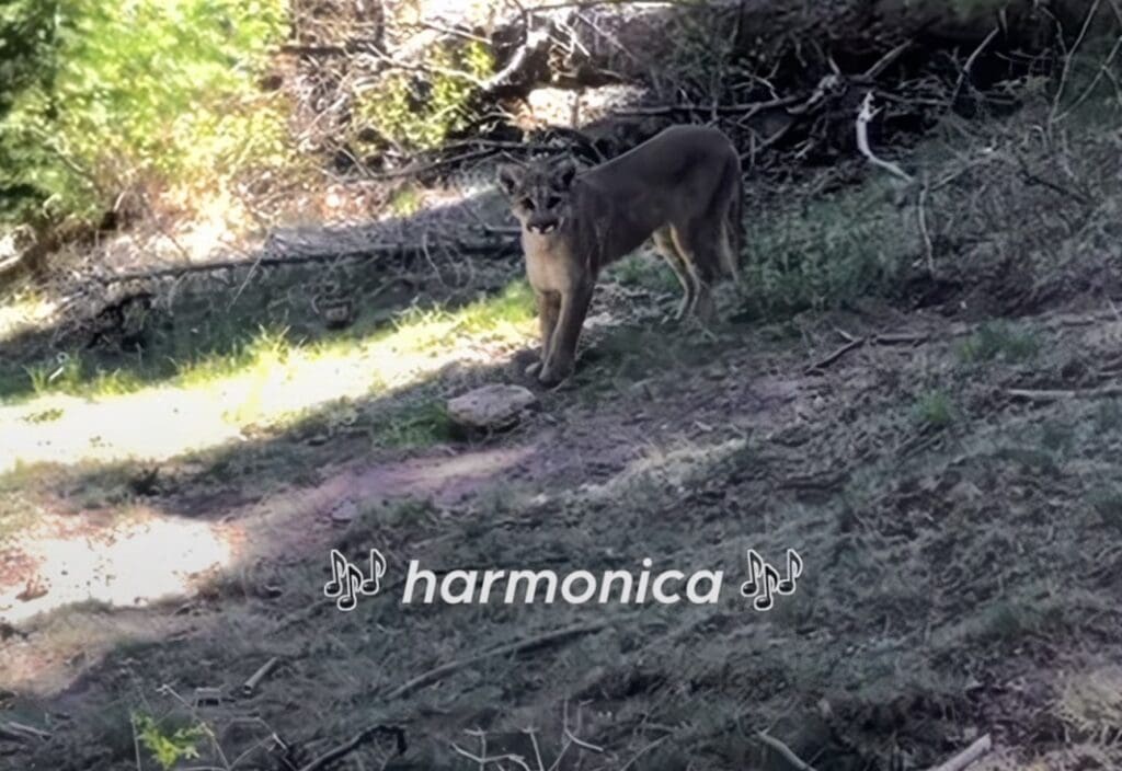 Solo hiker scares away mountain lion by playing harmonica.
